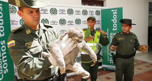 policia ambiental denuncias neiva