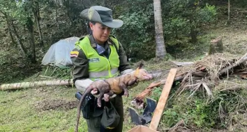 protceccion animales neiva